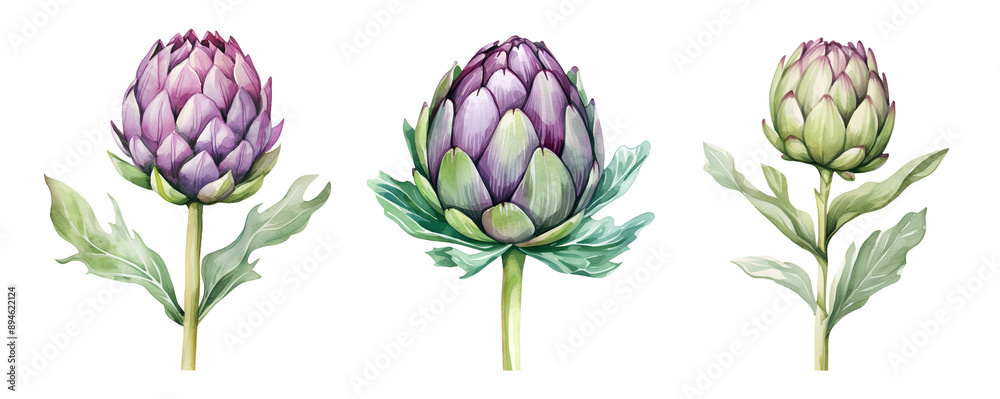 Fototapeta premium Artichoke, watercolor clipart illustration with isolated background.