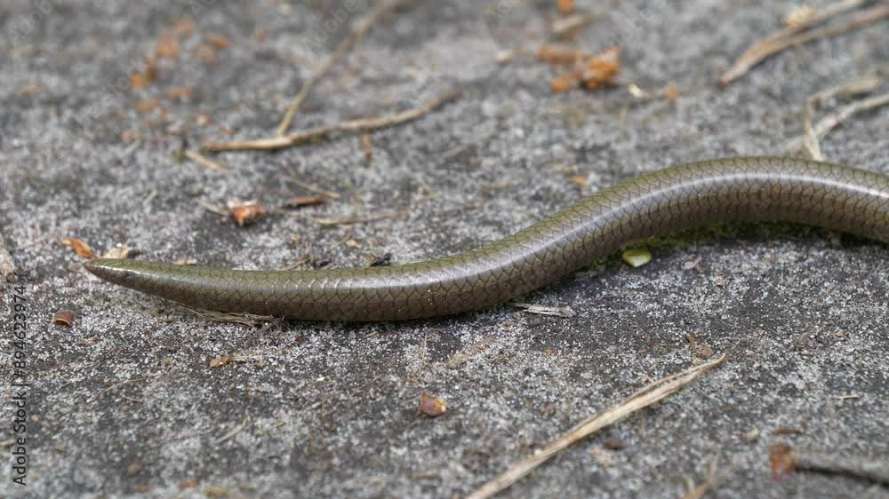 Snake tail lies on ground and moves Snake tail lies on ground and moves