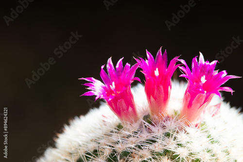 Close up of little pink flower of Mammilaria cactus. photo