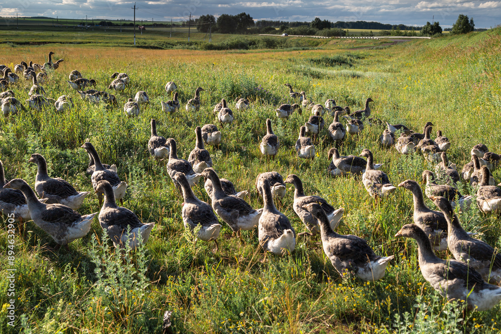 Domestic gray geese on a meadow. Gray Geese in the grass, domestic bird, flock of geese Domestic gray geese on a meadow. Gray Geese in the grass, domestic bird, flock of geese