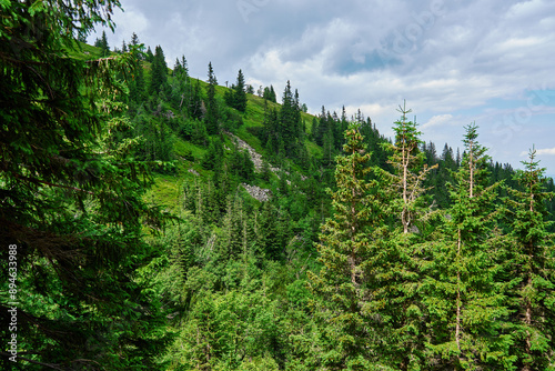 Beautiful mountain landscape covered in lush green grass and forest pine trees under cloudy sky