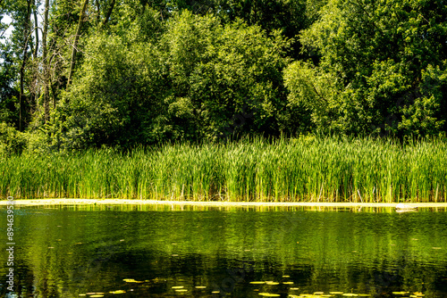 Photography pond edge with reeds and trees and algae, vibrant  healthy eco-system, shot toro