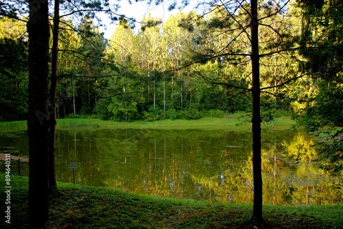 morning in the forest

