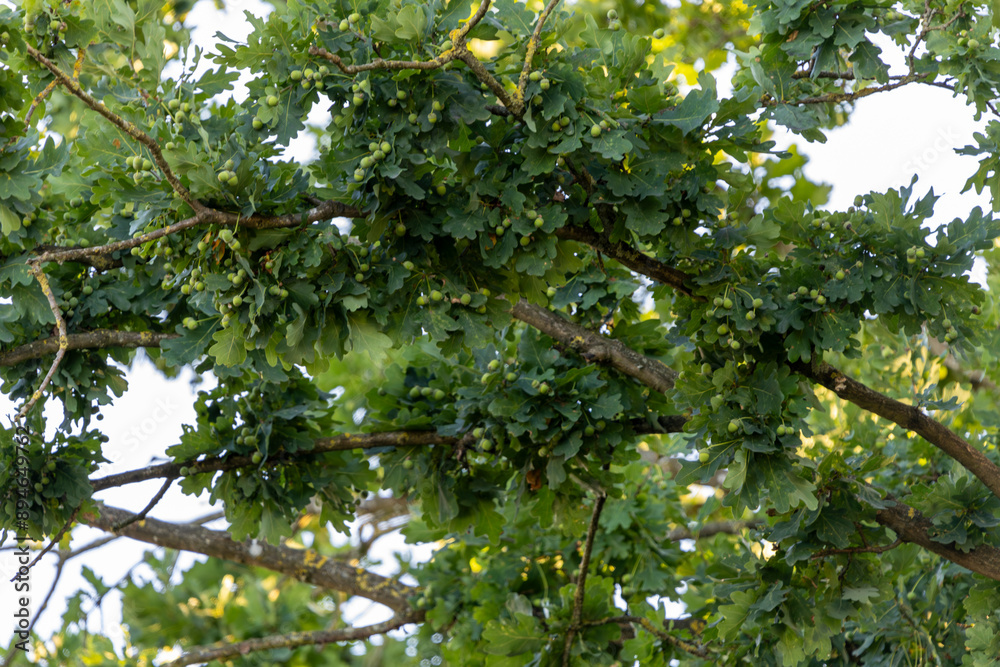 Oak branches with green acorns.