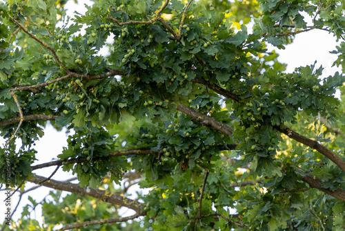 Oak branches with green acorns.