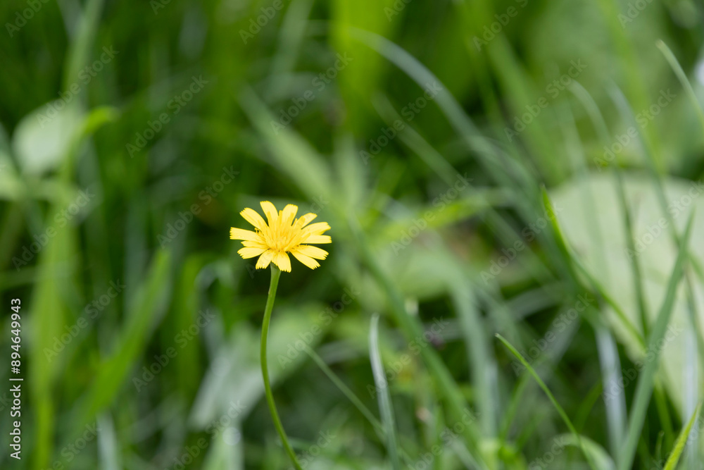 A Plant, Crepis capillaris, the smooth hawksbeard with yellow flowers in the grass. A Plant, Crepis capillaris, the smooth hawksbeard with yellow flowers in the grass.