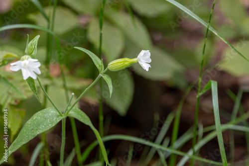 A plant (Silene latifolia, commonly known as white campion) with white flower in the grass. photo