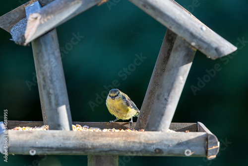 Eurasian blue tit (baby, nestling fledgling), perched on the wooden bird feeder.