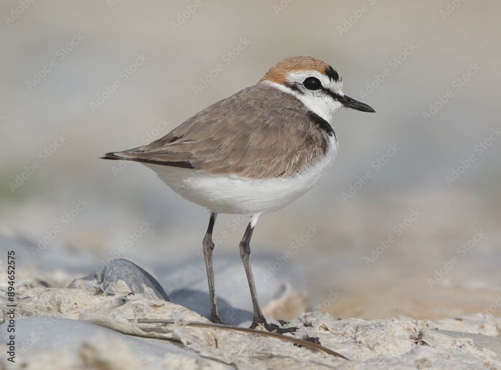 Kentish Plover