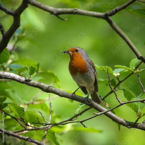Obraz na płótnie European Robin w salonie