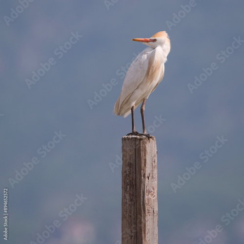Obraz na płótnie Cattle Egret w salonie