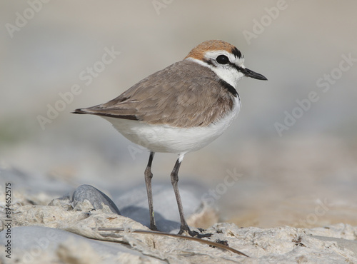 Obraz na płótnie Kentish Plover w salonie