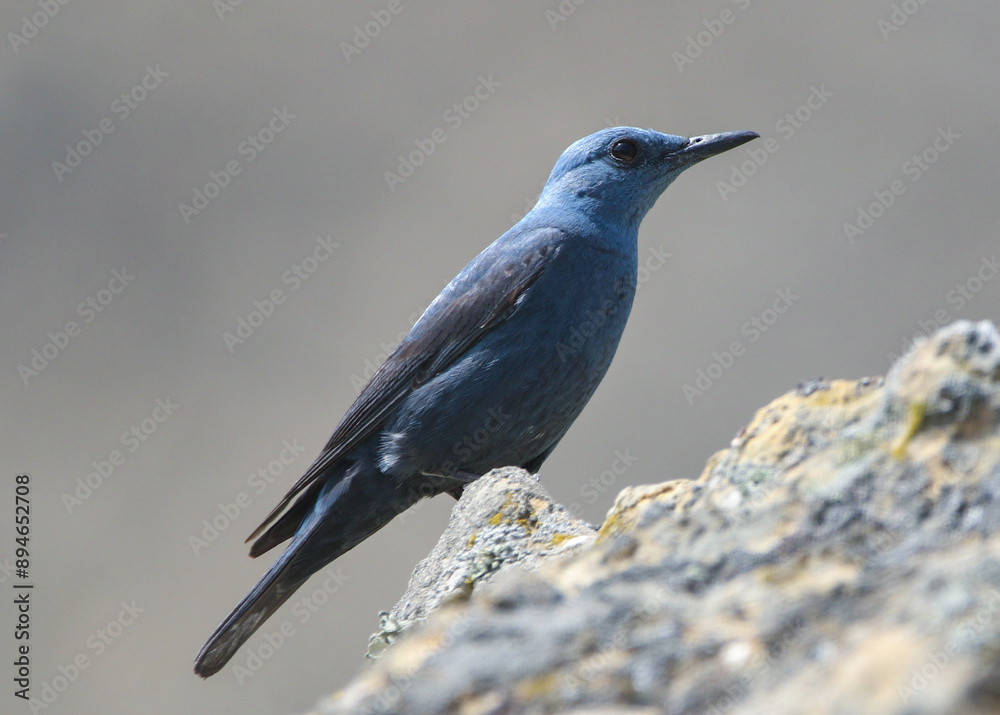 Blue Rock Thrush