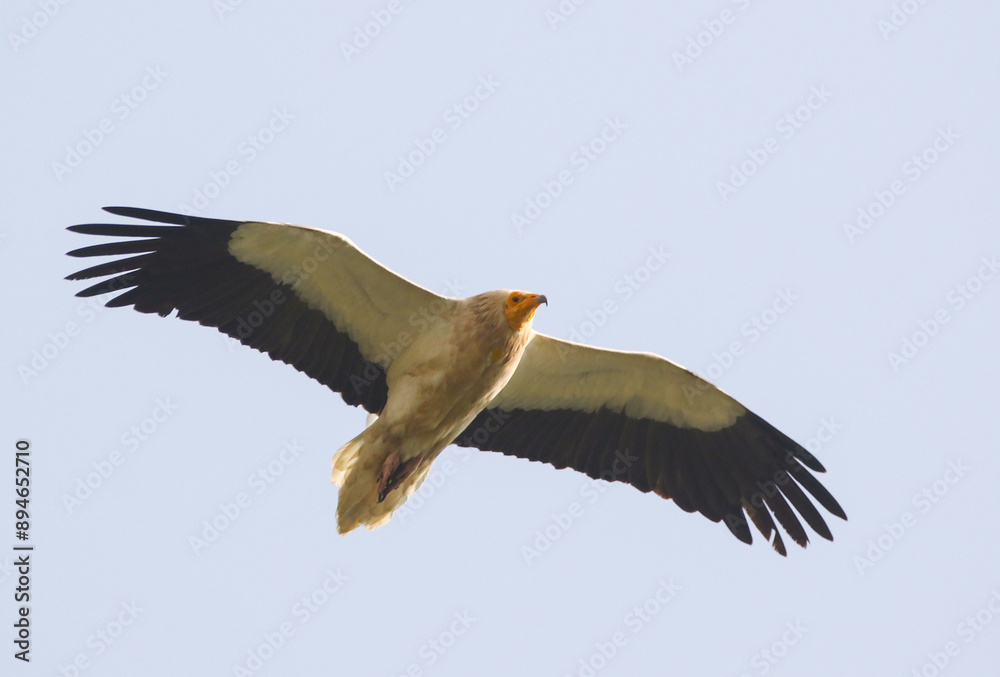 Egyptian Vulture