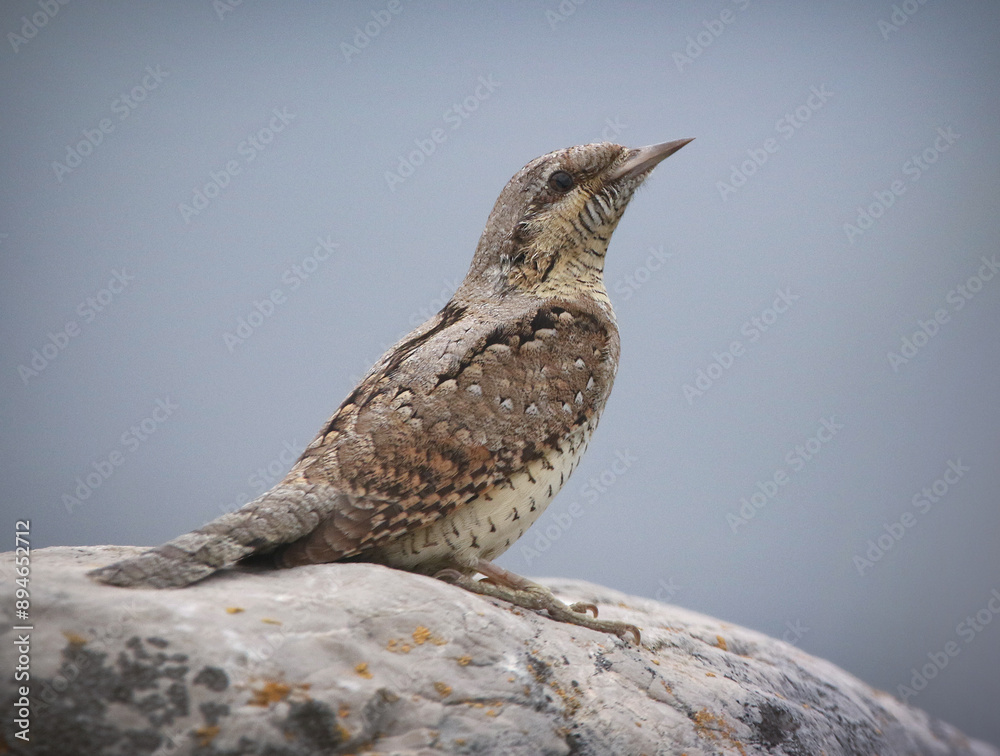 Eurasian Wryneck