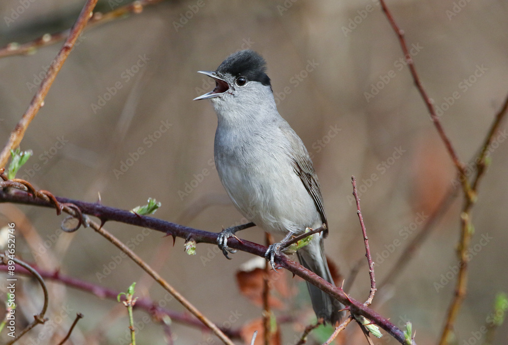 Blackcap
