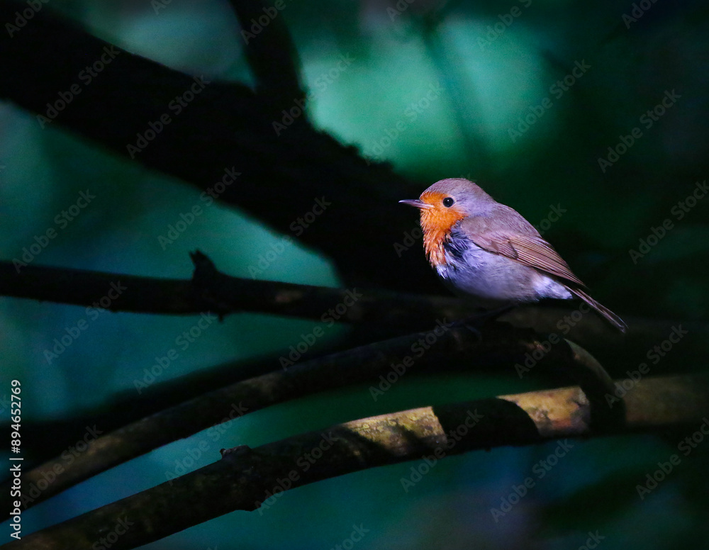 European Robin