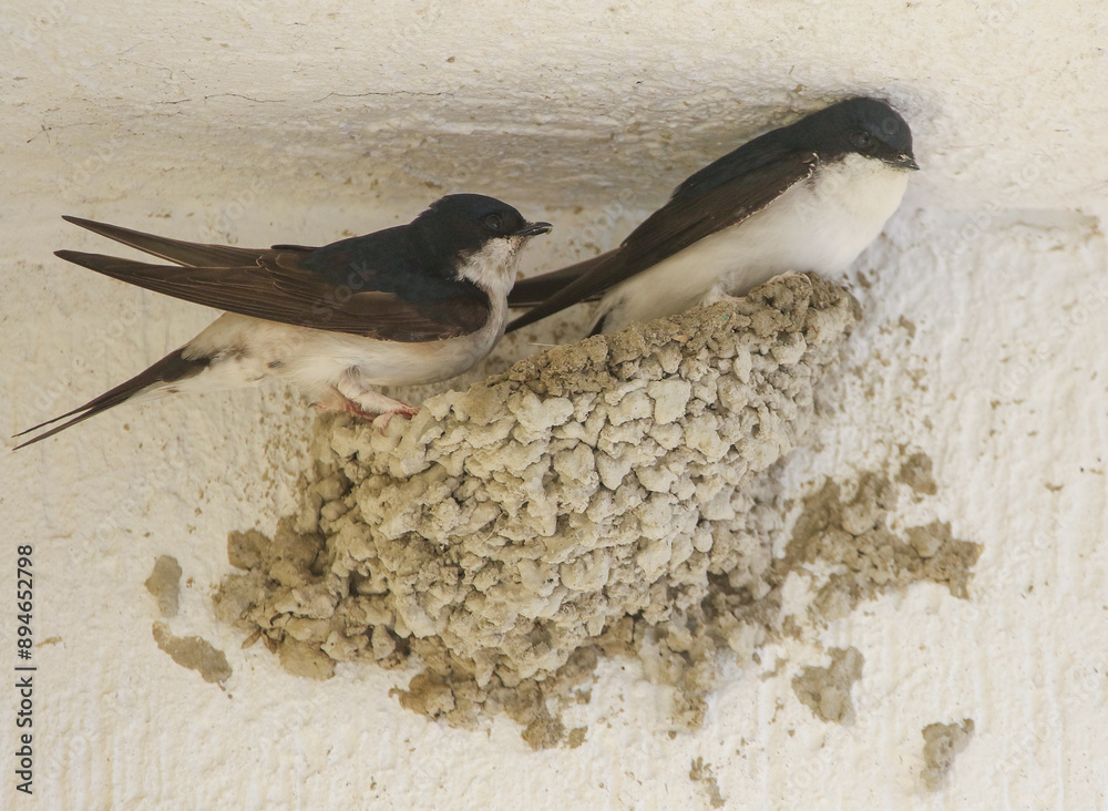 Northern House Martin