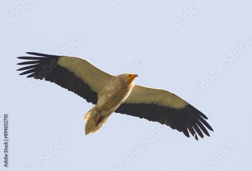 Obraz na płótnie Egyptian Vulture w salonie