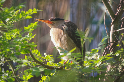 Little Bittern