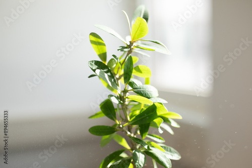 Green Plant in Sunlight