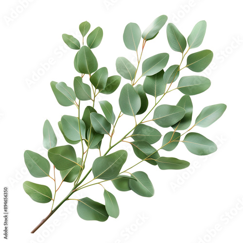 A vibrant green eucalyptus branch with rounded leaves, perfect for enhancing floral arrangements and natural decor.