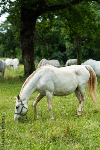 Scenic View of Lipizzan White Horses Grazing in Lipica, Slovenia