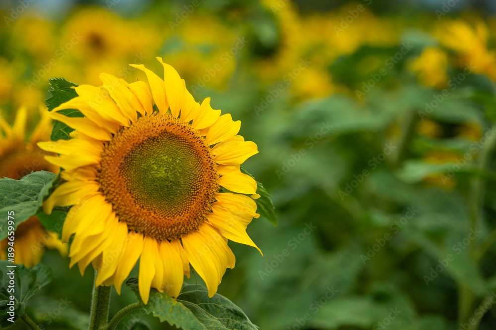 Champ de tournesols avec un ciel nuageux. Certaines fleurs sont déjà ouvertes largement et d'autres sont encore fermées. Le sol est sec est fissuré part la séchertesse Champ de tournesols avec un ciel nuageux. Certaines fleurs sont déjà ouvertes largement et d'autres sont encore fermées. Le sol est sec est fissuré part la séchertesse