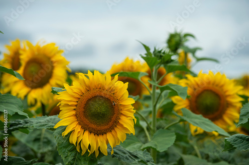 Champ de tournesols avec un ciel nuageux. Certaines fleurs sont déjà ouvertes largement et d'autres sont encore fermées. Le sol est sec est fissuré part la séchertesse photo