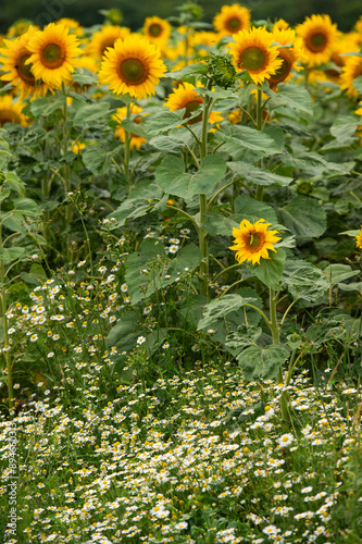 Champ de tournesols avec un ciel nuageux. Certaines fleurs sont déjà ouvertes largement et d'autres sont encore fermées. Le sol est sec est fissuré part la séchertesse photo