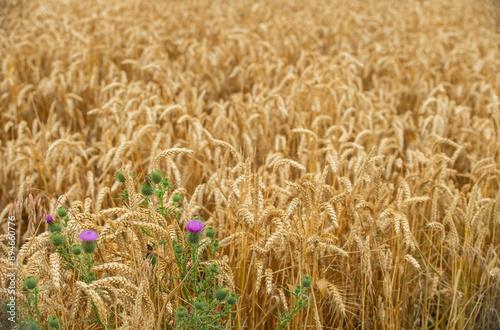 Champ de blé en Lorraine, gros plan sur les épis. Les céréales ne sont encore pas à maturité pour la moisson à cause du manque de soleil en juillet. 
 photo