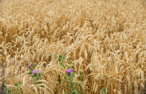 Champ de blé en Lorraine, gros plan sur les épis. Les céréales ne sont encore pas à maturité pour la moisson à cause du manque de soleil en juillet. 
 photo