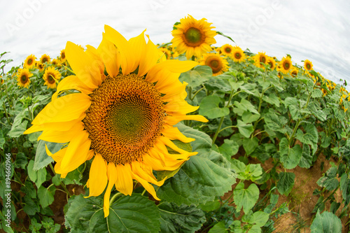 Champ de tournesols avec un ciel nuageux. Certaines fleurs sont déjà ouvertes largement et d'autres sont encore fermées. Le sol est sec est fissuré part la séchertesse photo