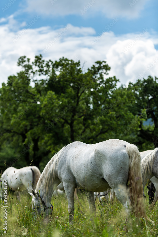 Elegant Lipizzan Horses Grazing in Lush Fields of Lipica, Slovenia