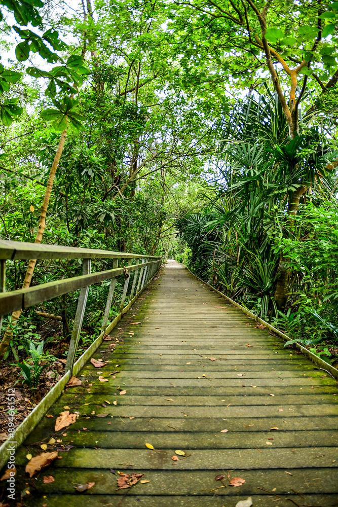 Fototapeta premium Labrador Nature Reserve in Singapore