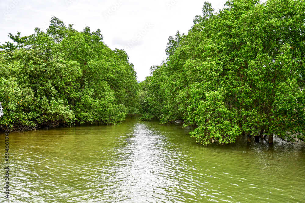 Mangrove trees at a park in Singapore Mangrove trees at a park in Singapore
