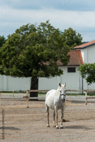 Graceful Lipizzan White Horse in Training at Lipica Stud Farm, Slovenia