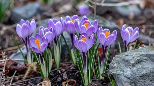 First bloom of spring crocus