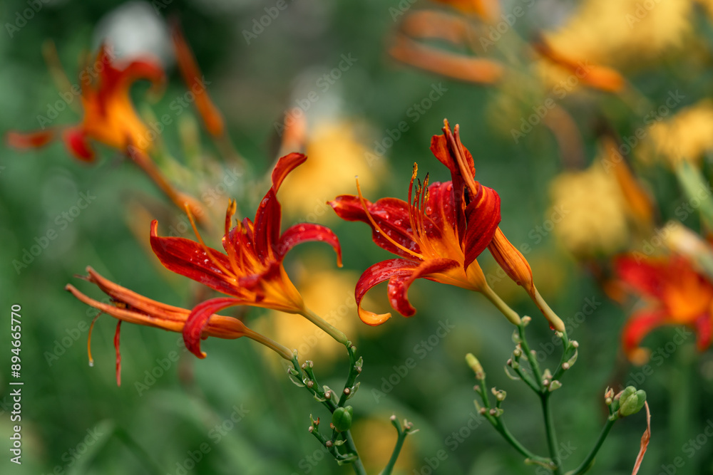 Lily flowers of orange-red color on a background of green grass closeup