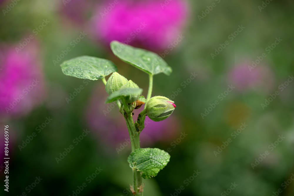 Pink hollyhock flowers on a flowerbed in a garden or park. Bud mallow closeup
