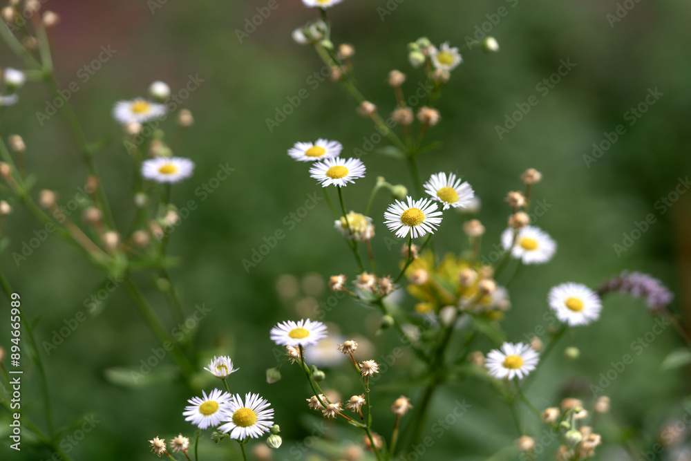 A daisy on the lawn in the park in close-up. Chamomile on a background of green grass in a flowerbed