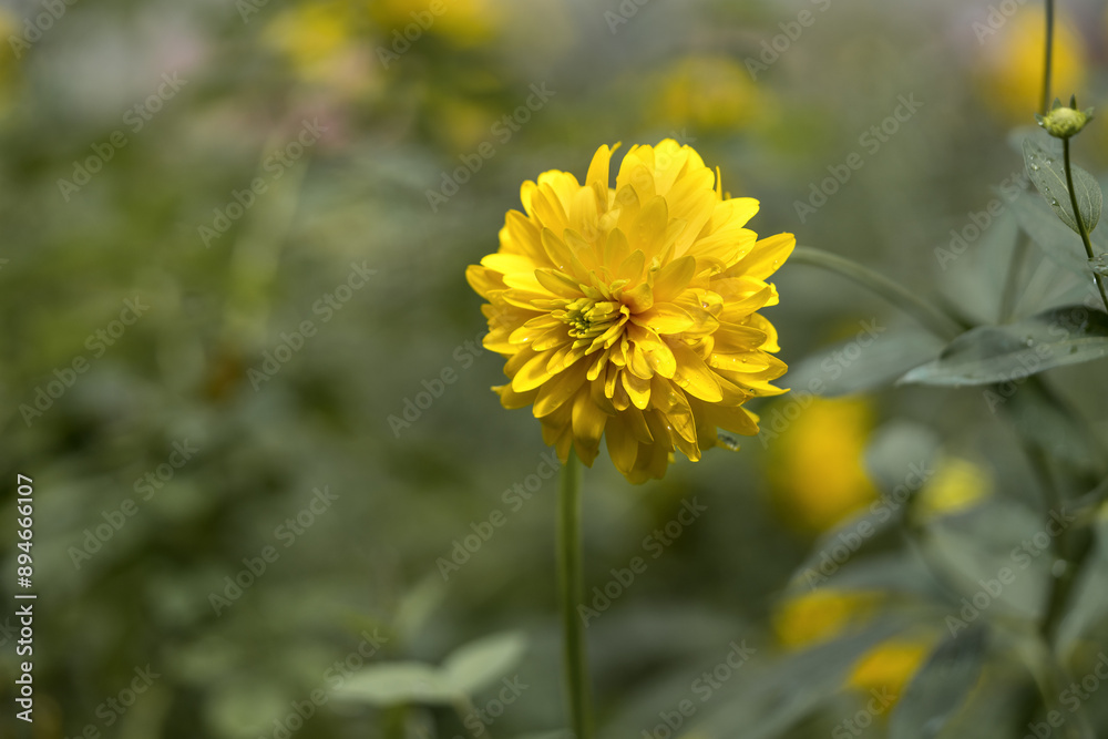 Blooming bud of Rudbeckia laciniata on the lawn in the park in closeup. A Goldquelle flower or a golden ball on a background of green grass