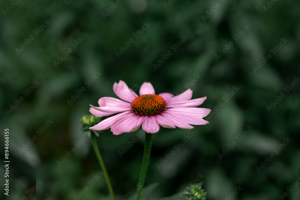 A flowering plant Echinacea purpurea on a background of green bokeh in closeup A flowering plant Echinacea purpurea on a background of green bokeh in closeup