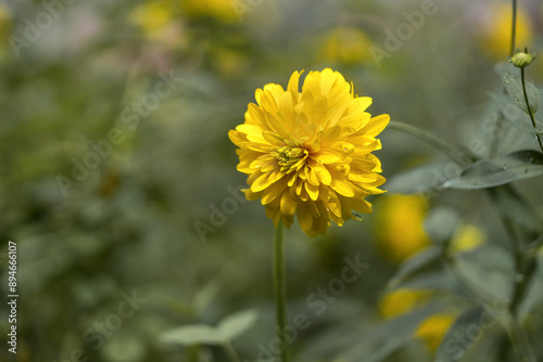 Obraz na płótnie Blooming bud of Rudbeckia laciniata on the lawn in the park in closeup. A Goldquelle flower or a golden ball on a background of green grass w salonie
