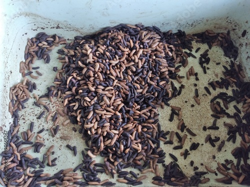 Pre pupa and pupa of BSF maggots