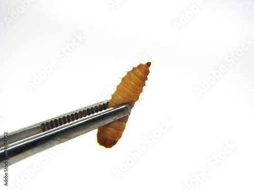 Holding Maggot with tweezer. Maggot is larvae of black soldier fly. Maggots are very useful for recycling organic waste. Also can be used for fish and poultry feed