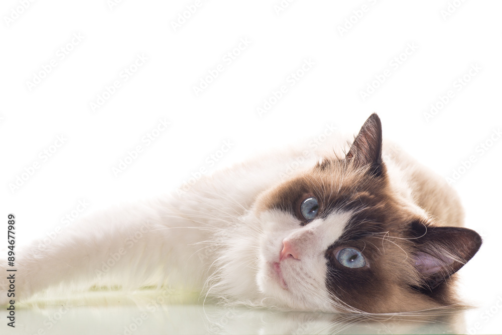 Beautiful young healthy Ragdoll cat on a white background. Beautiful young healthy Ragdoll cat on a white background.