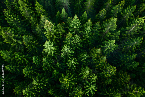 "Aerial View of Pine Forest: Top-Down Shot of Green Trees"