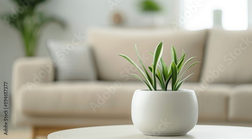 Potted Plant On Coffee Table
