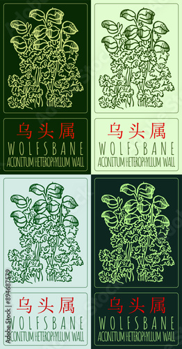 Set of vector drawing WOLFSBANE in Chinese in various colors. Hand drawn illustration. Latin name is ACONITUM HETEROPHYLLUM  WALL.
